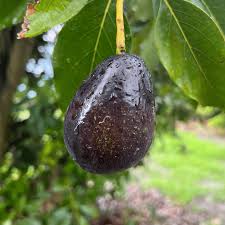 Mexicola avocado Persea americana seeds for urban backyard grove